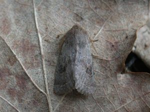 Lead-coloured Drab - Foremark Res 25th March 2005 - Tony Davison