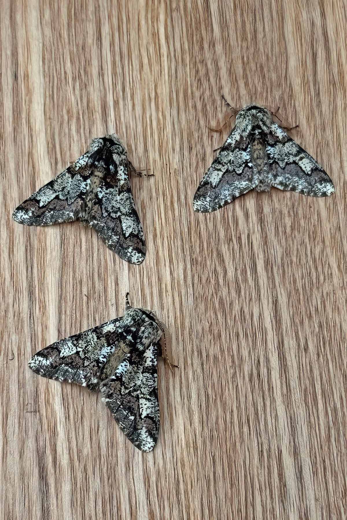 Oak Beauty - 3rd March 2026 - Melbourne - Tony Davison