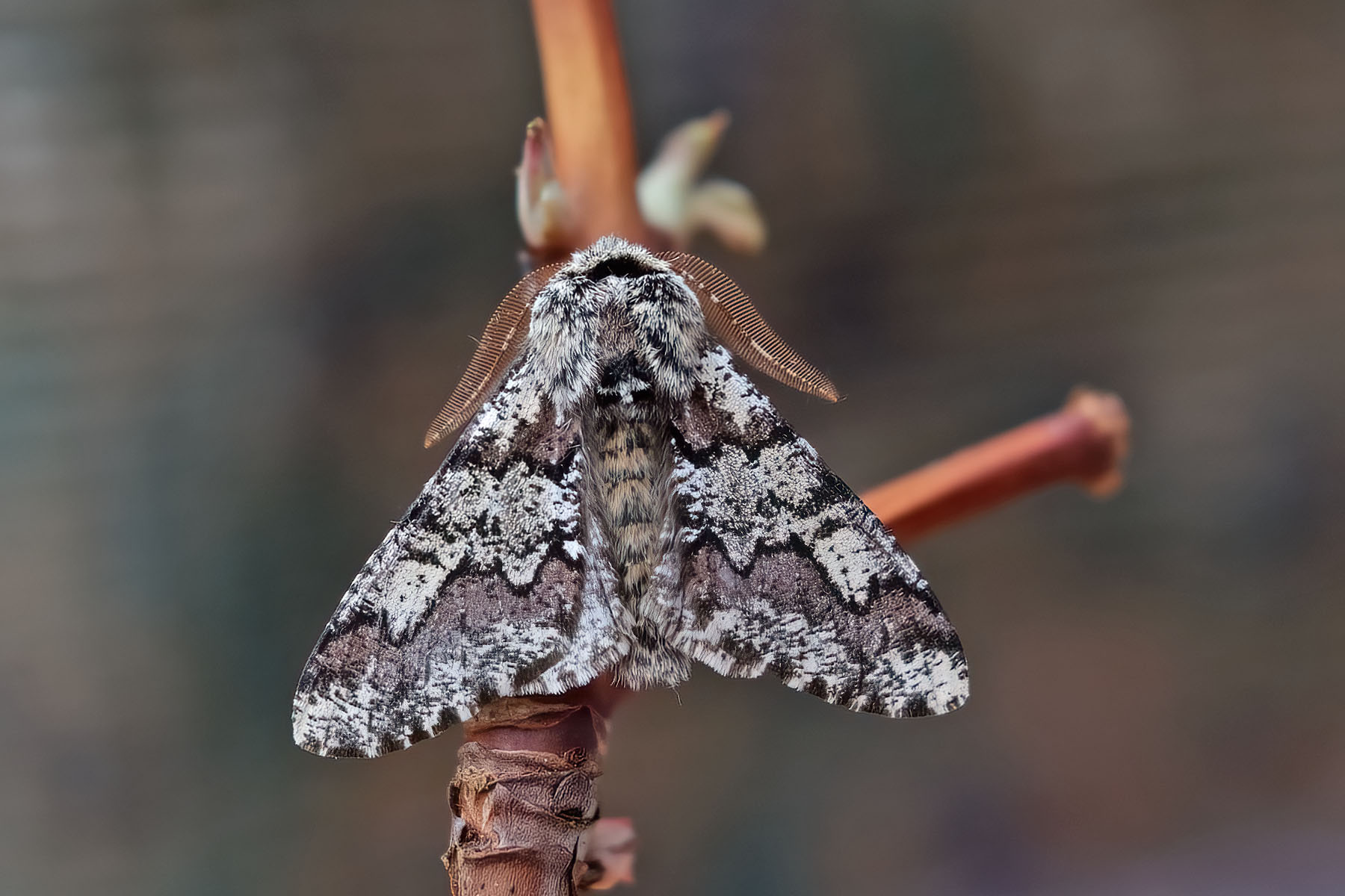 Oak Beauty - 3rd March 2026 - Melbourne - Tony Davison