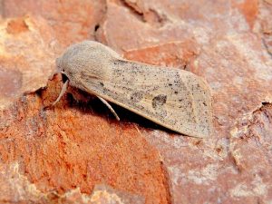 Powdered Quaker - 17th March 2026 - Belper - Dave Evans