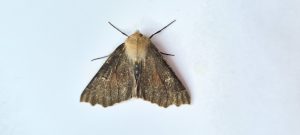 Scalloped Hazel - form nigra - 21st May 2021 - Hathersage - The late Claire Miles