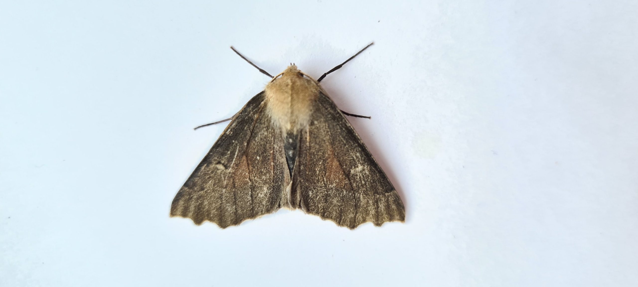 Scalloped Hazel - form nigra - 21st May 2021 - Hathersage - The late Claire Miles