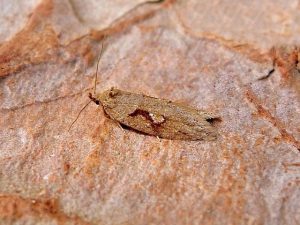 32.002 BF667Semioscopis steinkellnerianaBlack-marked Diviner