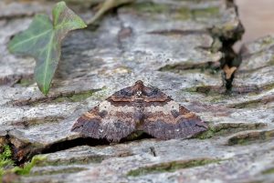 Shoulder Stripe - 9th March 2026 - Melbourne - Tony Davison©