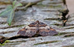 Shoulder Stripe - 9th March 2026 - Melbourne - Tony Davison©