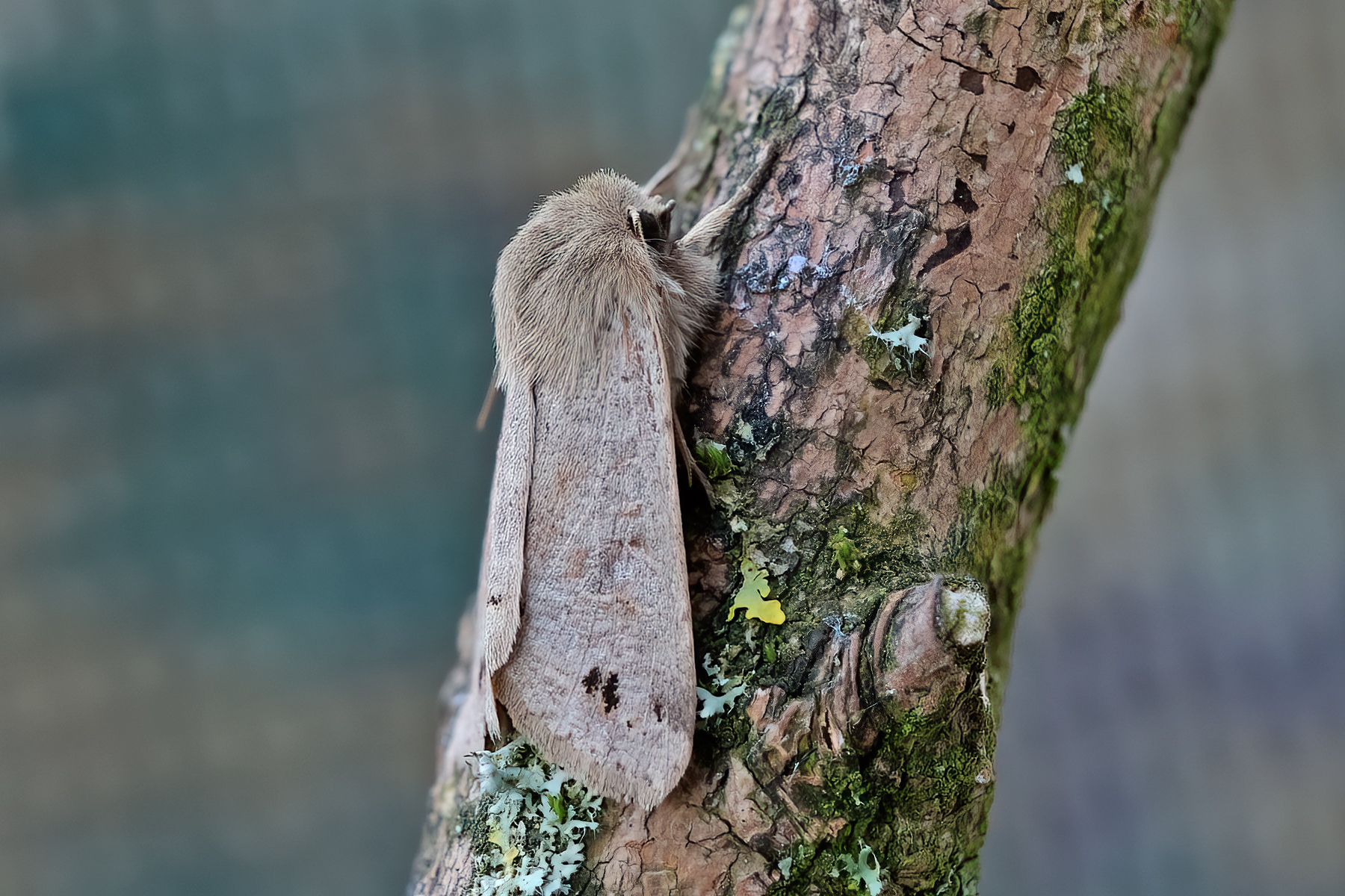 Twin-spotted Quaker - 9th March 2026 - Melbourne - Tony Davison©