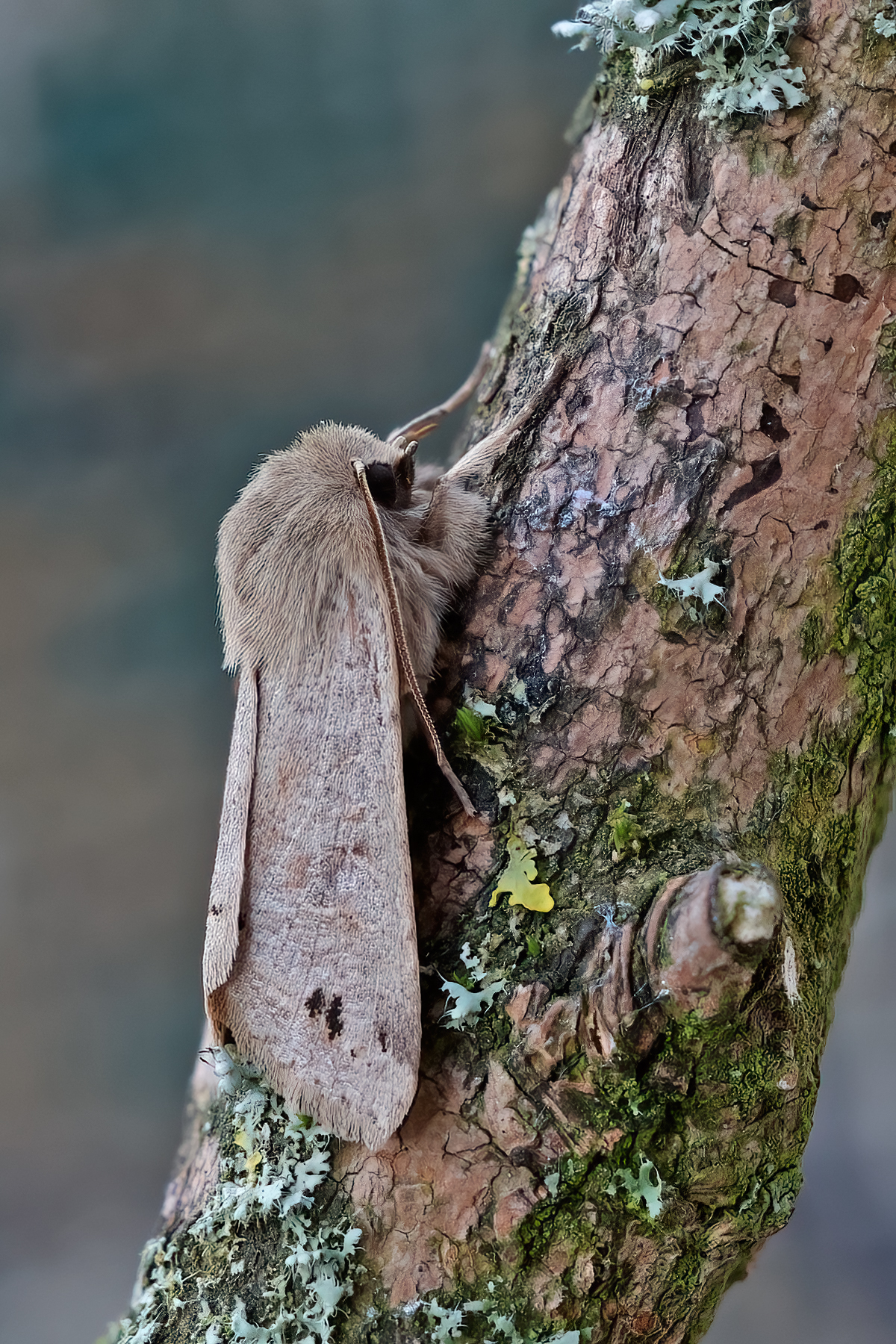 Twin-spotted Quaker - 9th March 2026 - Melbourne - Tony Davison©