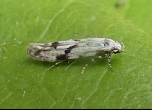 Stenolechia gemmella - 22nd Aug 2025 - Belper - Dave Newcombe