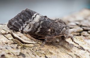 Lunar Marbled Brown - 17th April 2026 - Chellaston - Richard Pittam
