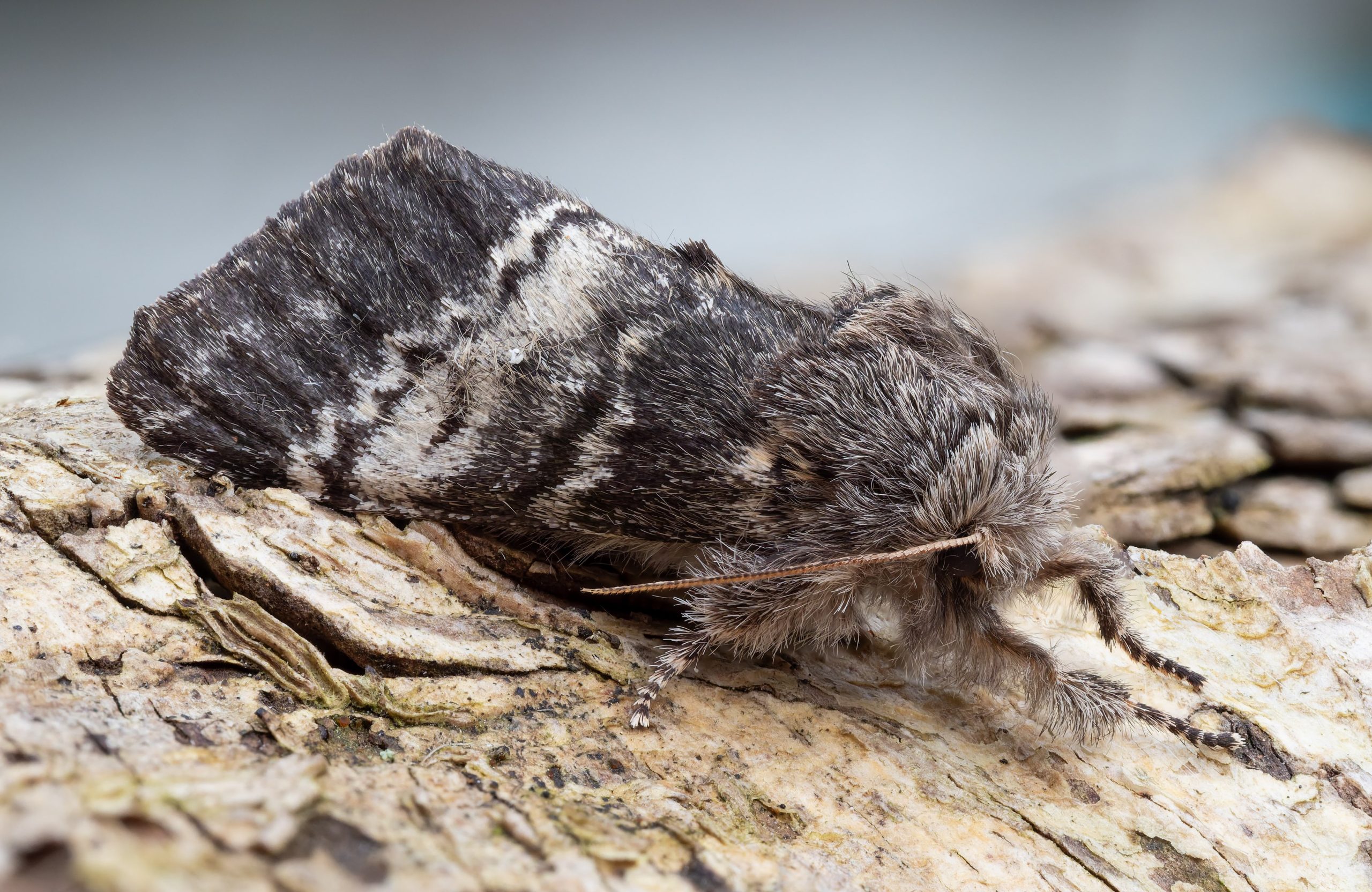 Lunar Marbled Brown - 17th April 2026 - Chellaston - Richard Pittam