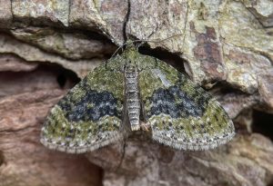 Yellow-barred Brindle - 15th April 2026 - Chellaston - Richard Pittam