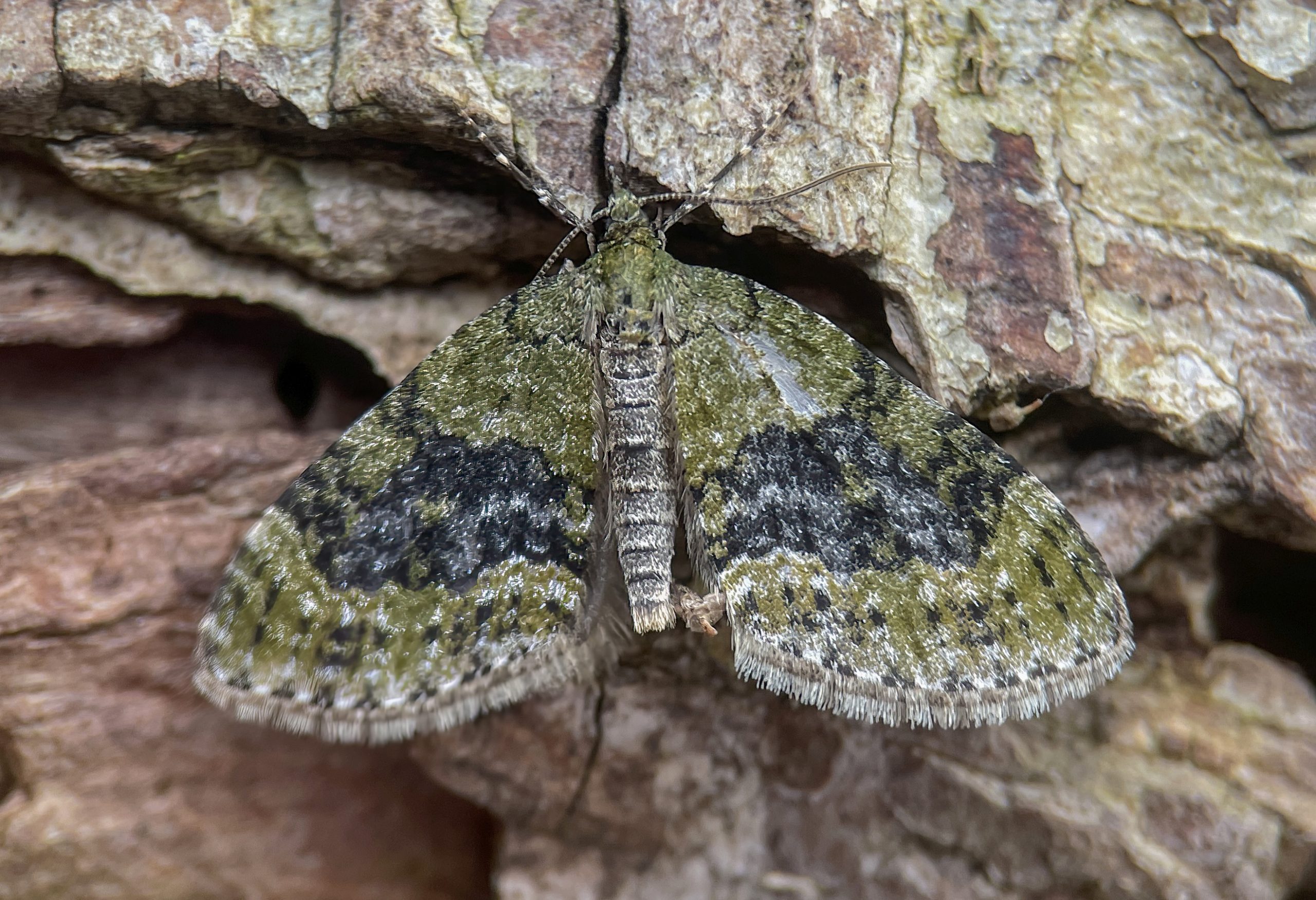 Yellow-barred Brindle - 15th April 2026 - Chellaston - Richard Pittam