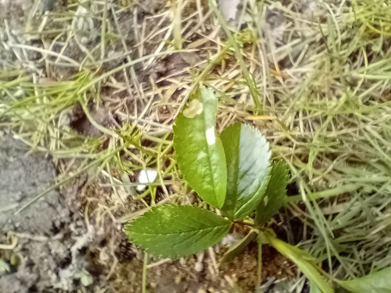 Coleophora gryphipennella - Dog Rose - 30th March 2026 -  Markham Vale South Tip - Mark Radford