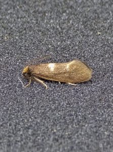 Incurvaria pectinea - 8th April 2026 - Bow Wood, Nr. Cromford - Clive Ashton