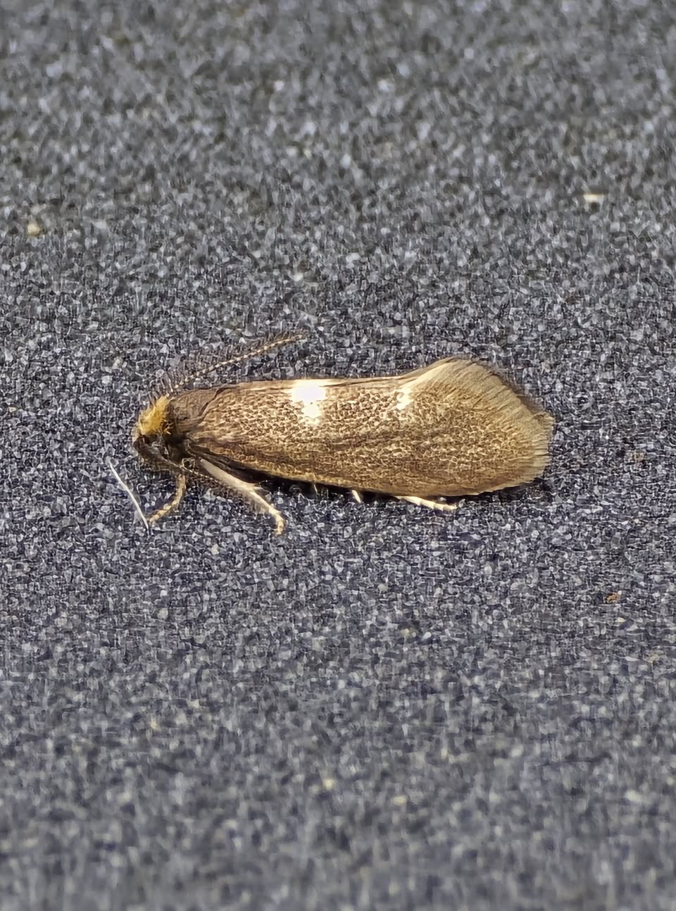 Incurvaria pectinea - 8th April 2026 - Bow Wood, Nr. Cromford - Clive Ashton