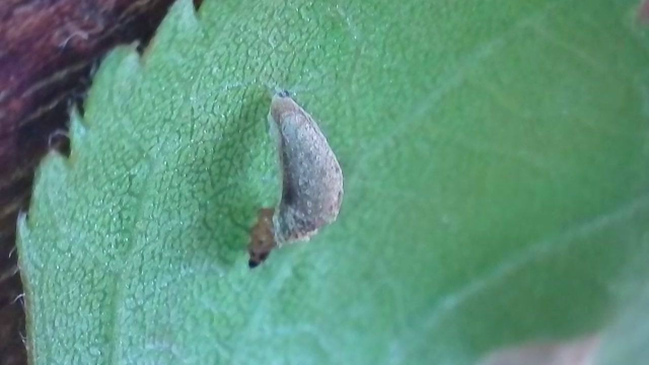 Coleophora serratella - 12th April 2026 - Larval cases - Markham Vale South Tip - Mark Radford