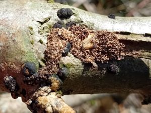 Nemapogon clematella - 13th April 2026 - Foxstone Wood - Mark Radford