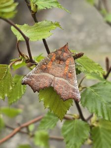 Herald - 8th April 2026 - Cromford - Clive Ashton