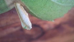 Coleophora serratella - 12th April 2026 - Larval cases - Markham Vale South Tip - Mark Radford