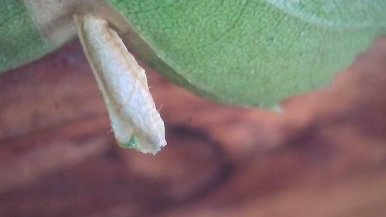 Coleophora serratella - 12th April 2026 - Larval cases - Markham Vale South Tip - Mark Radford