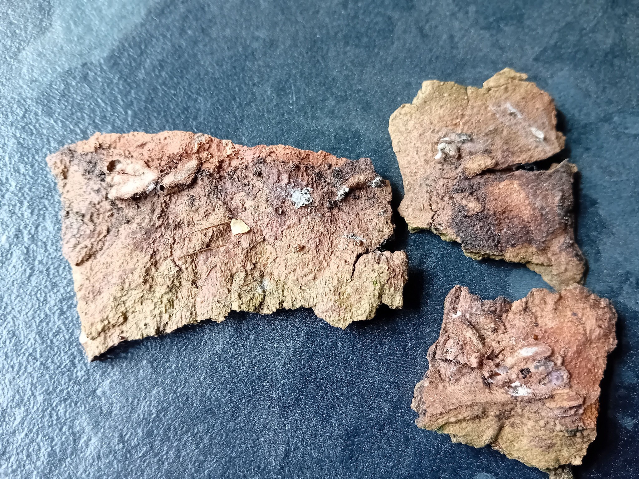 Pammene regiana - Larval cases/cocoons on old Sycamore Bark - 12th April 2026 - Markham Vale South Tip - Mark Radford