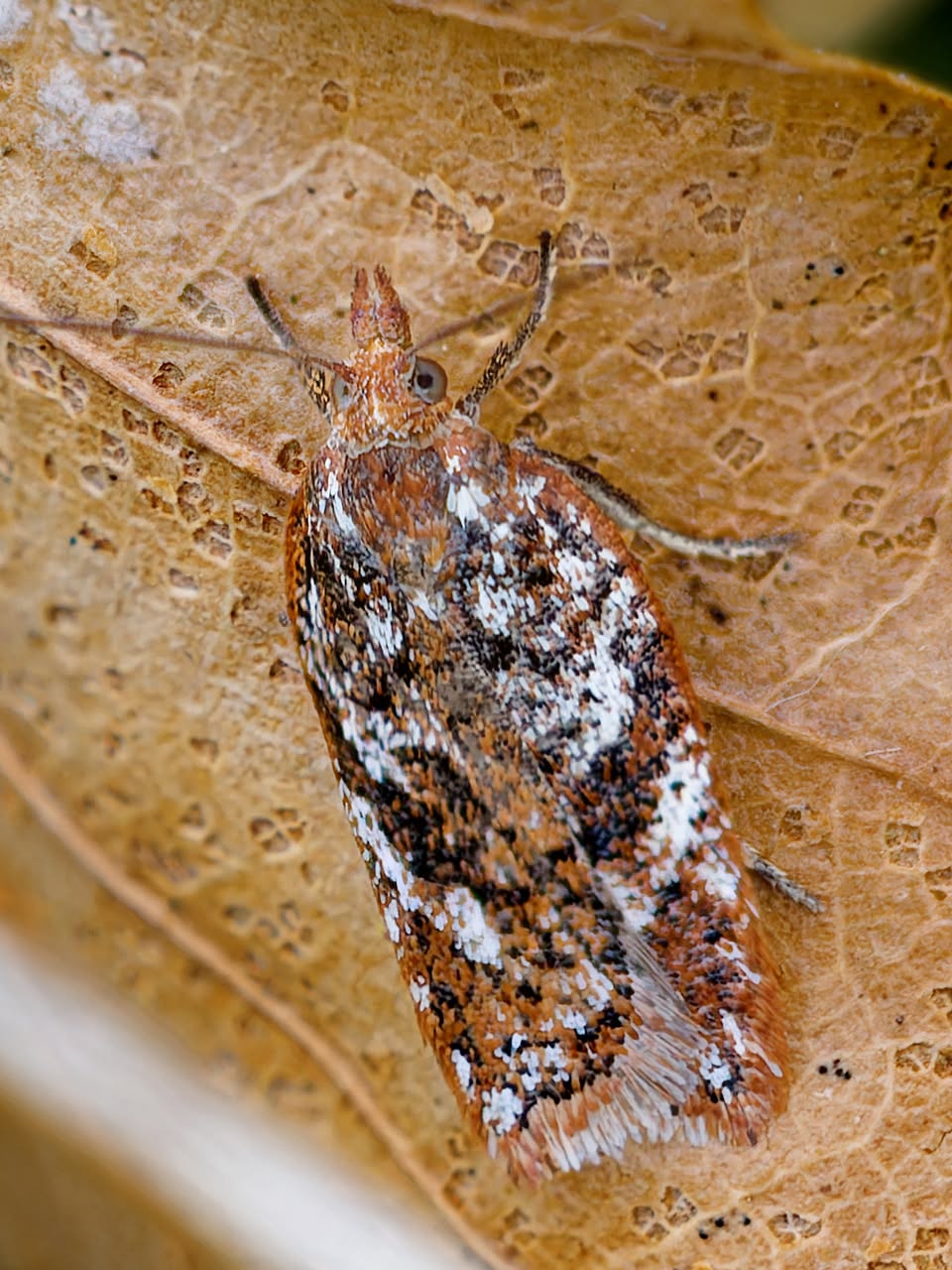 Acleris hyemana - 13th April 2026 - Grin Low, Buxton - Ian White