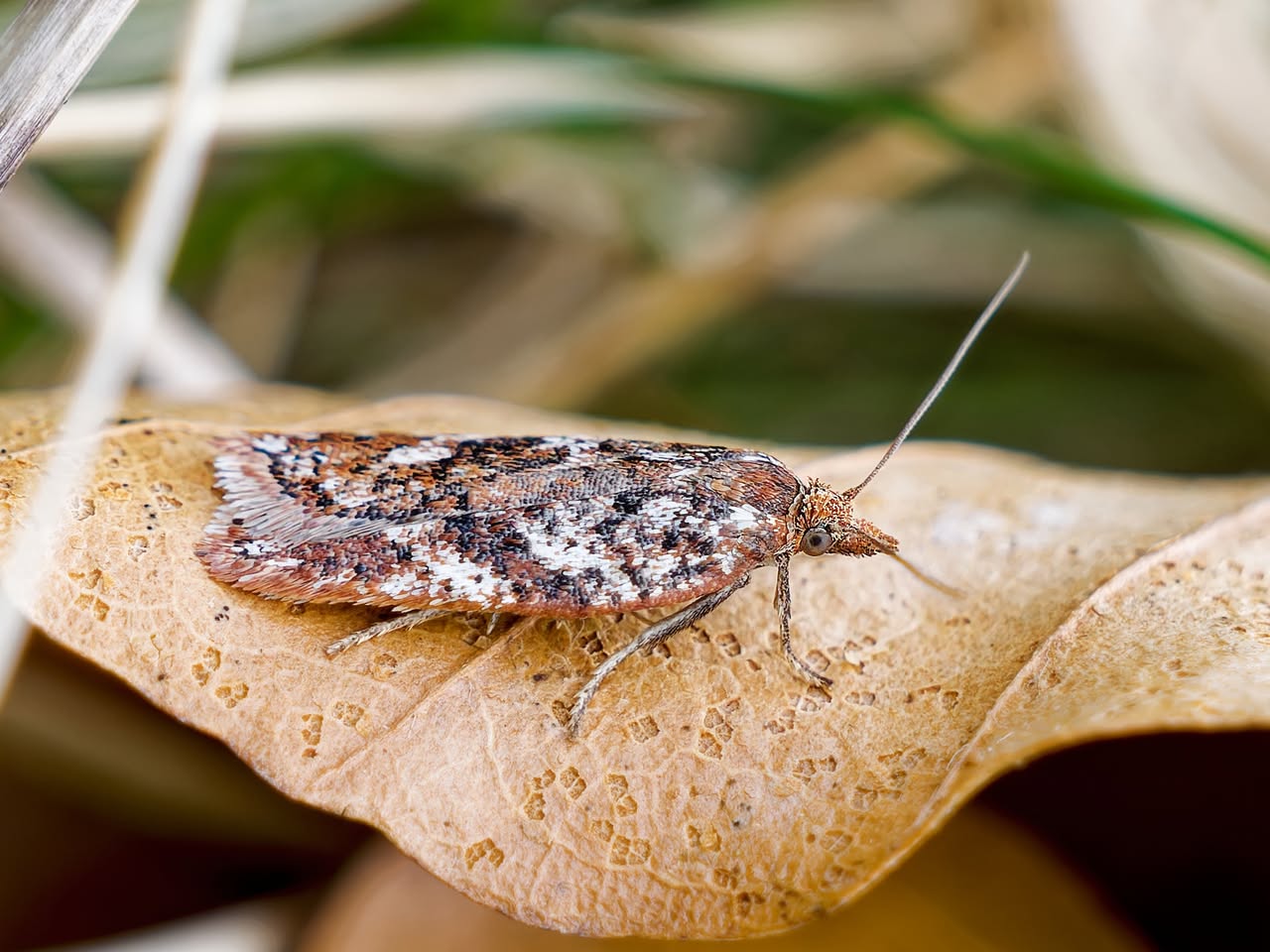 Acleris hyemana - 13th April 2026 - Grin Low, Buxton - Ian White