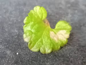 Coleophora albitarsella - Larval case on Ground Ivy - 16th April 2026 - Hall Lane Ponds, Markham Vale - Mark Radford