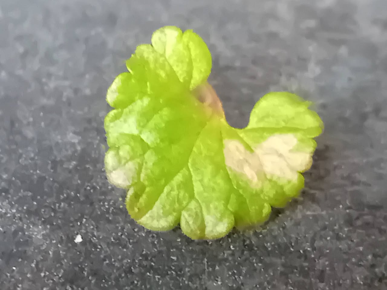 Coleophora albitarsella - Larval case on Ground Ivy - 16th April 2026 - Hall Lane Ponds, Markham Vale - Mark Radford