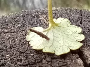Coleophora albitarsella - Larval case on Ground Ivy - 16th April 2026 - Hall Lane Ponds, Markham Vale - Mark Radford