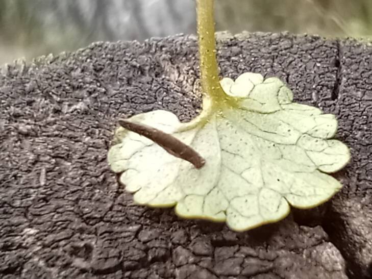 Coleophora albitarsella - Larval case on Ground Ivy - 16th April 2026 - Hall Lane Ponds, Markham Vale - Mark Radford