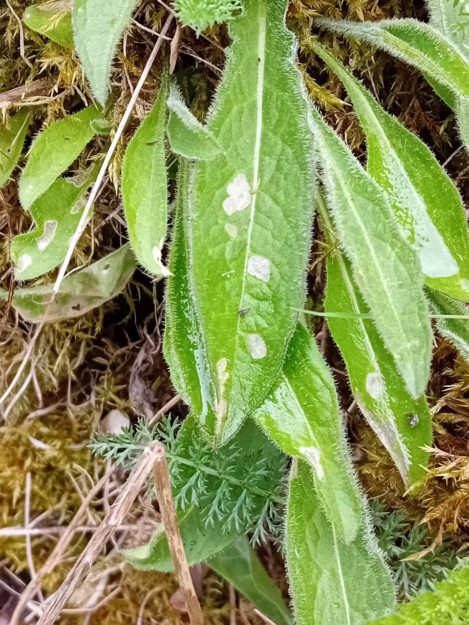 Coleophora paripennella - Leaf mines on Knapweed - 12th April 2026 - Markham Vale South Tip - Mark Radford