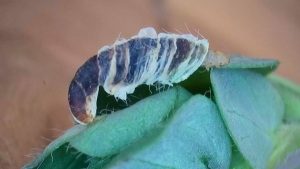 Coleophora discordella - 20th April 2026 - Larval Case on Bird's-foot Trefoil - Markham Vale Site - Mark Radford
