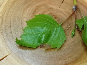 Eriocrania sangii - 18th April 2026 - Blotch Mine of Silver Birch - Markham Vale South Tip - Mark Radford