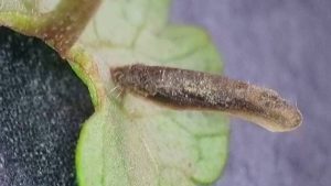 Coleophora albitarsella - Larval case on Ground Ivy - 16th April 2026 - Hall Lane Ponds, Markham Vale - Mark Radford