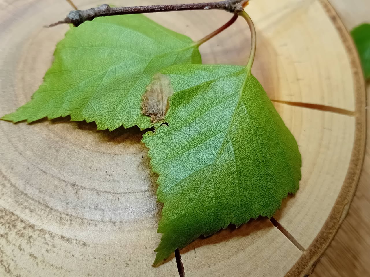 Eriocrania unimaculella - Mine on Silver Birch - 19th April 2026 - Markham Vale Complex - Mark Radford