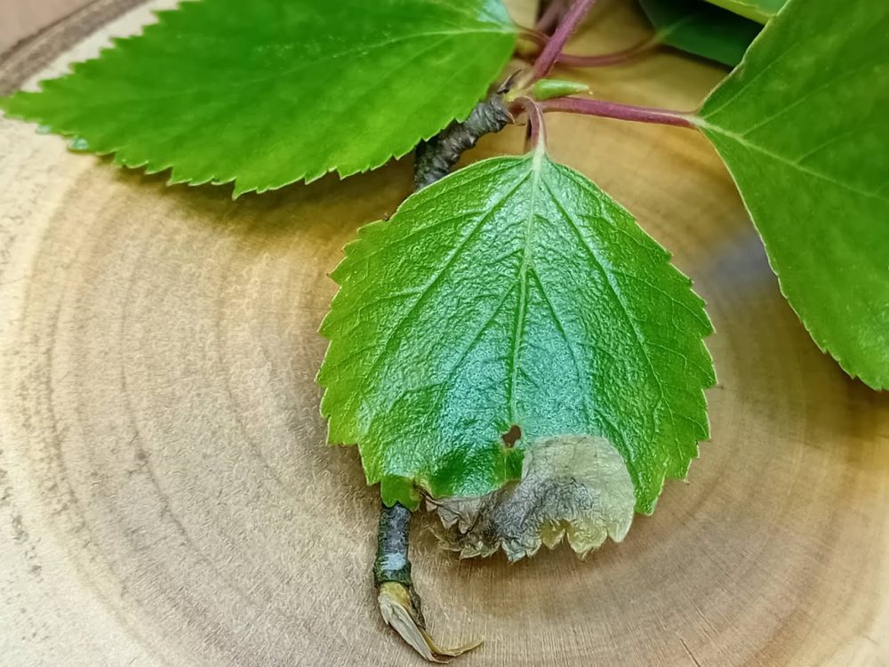 Eriocrania cicatricella - Leaf mines on Silver Birch - 18th April 2026 - Markham Vale - Mark Radford