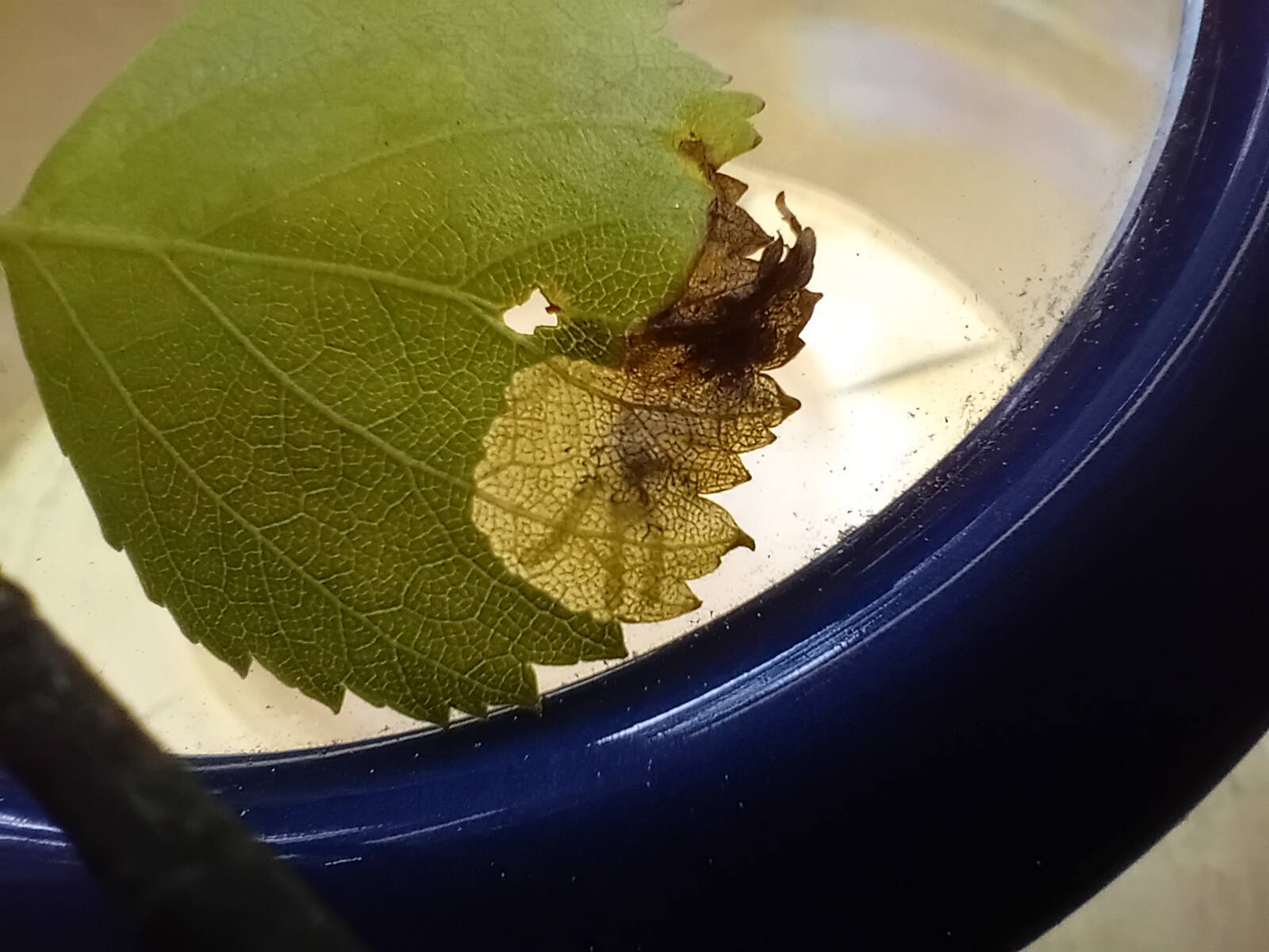 Eriocrania cicatricella - Leaf mines on Silver Birch - 18th April 2026 - Markham Vale - Mark Radford