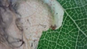 Eriocrania unimaculella - Tenanted Mine on Silver Birch - 19th April 2026 - Markham Vale Complex - Mark Radford