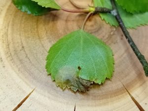 Eriocrania cicatricella - Leaf mines on Silver Birch - 18th April 2026 - Markham Vale - Mark Radford
