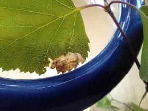 Eriocrania unimaculella - Tenanted Mine on Silver Birch - 19th April 2026 - Markham Vale Complex - Mark Radford