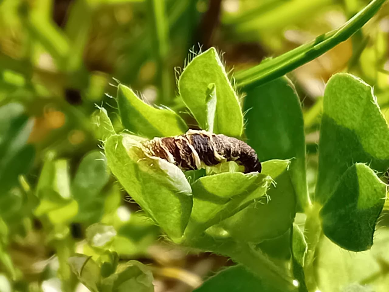 Coleophora discordella - 20th April 2026 - Larval Case on Bird's-foot Trefoil - Markham Vale Site - Mark Radford