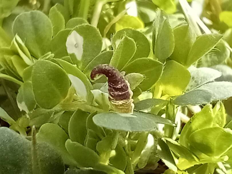 Coleophora discordella - 20th April 2026 - Larval Case on Bird's-foot Trefoil - Markham Vale Site - Mark Radford