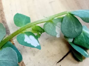 Coleophora discordella - 20th April 2026 - Leaf mines on Bird's-foot Trefoil - Markham Vale Site - Mark Radford
