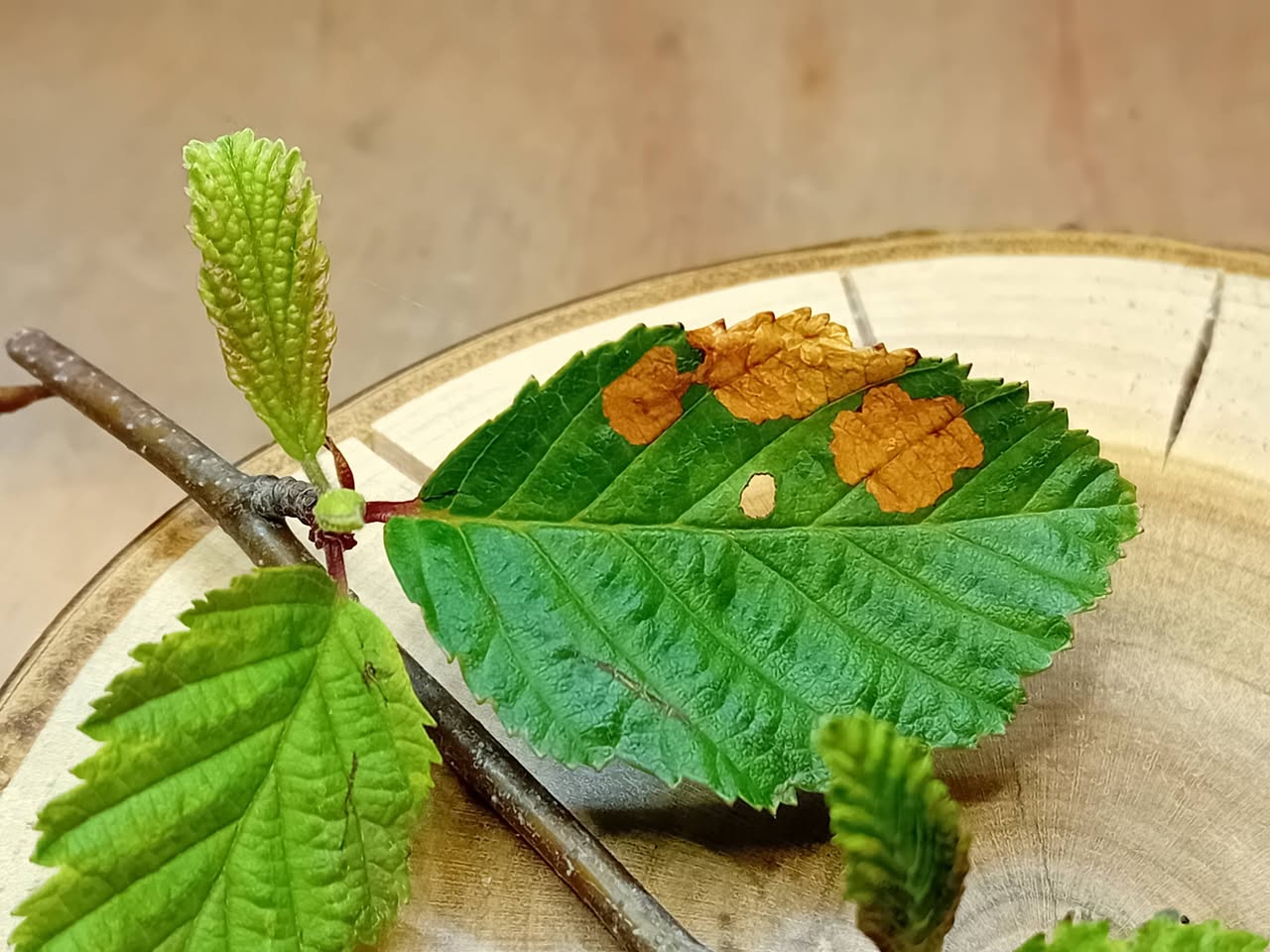 Coleophora binderella - leaf mines on Alder - 22nd April 2026 - Markham Vale - Mark Radford