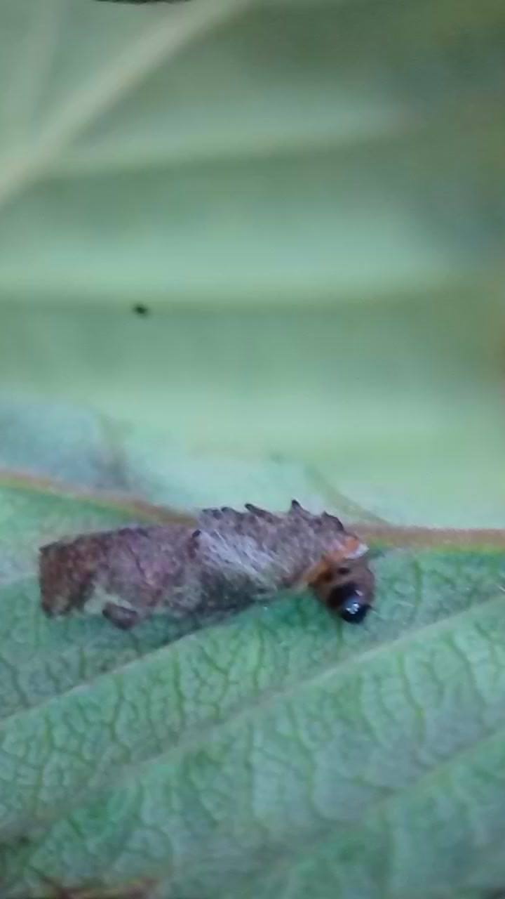 Coleophora binderella - larva and case on Alder - 22nd April 2026 - Markham Vale - Mark Radford