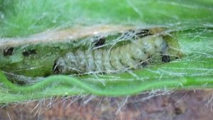 Aspilapteryx tringipennella - Larva -  1st April 2026 - Markham Vale, Seymour - Mark Radford