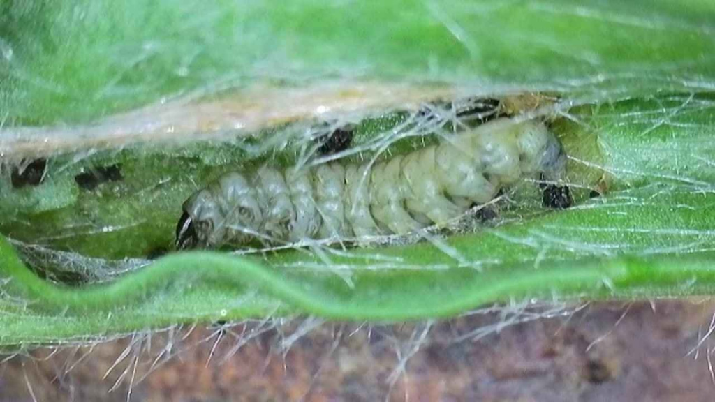 Aspilapteryx tringipennella - Larva -  1st April 2026 - Markham Vale, Seymour - Mark Radford