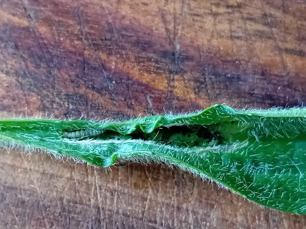 Aspilapteryx tringipennella - Larva -  1st April 2026 - Markham Vale, Seymour - Mark Radford