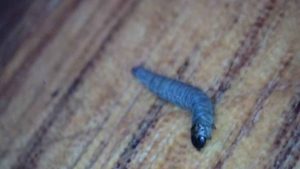 Aspilapteryx tringipennella - Larva -  1st April 2026 - Markham Vale, Seymour - Mark Radford